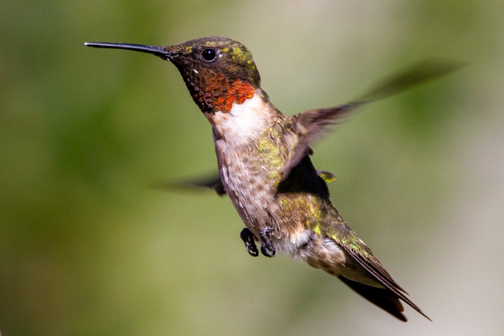 green and brown humming bird