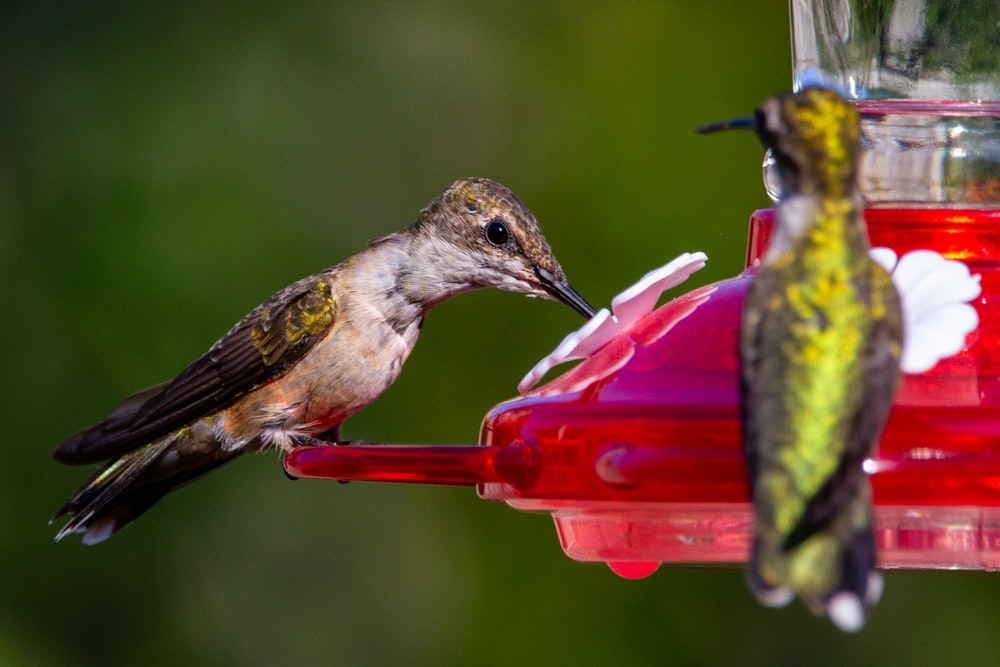 brown and green bird on red bird feeder