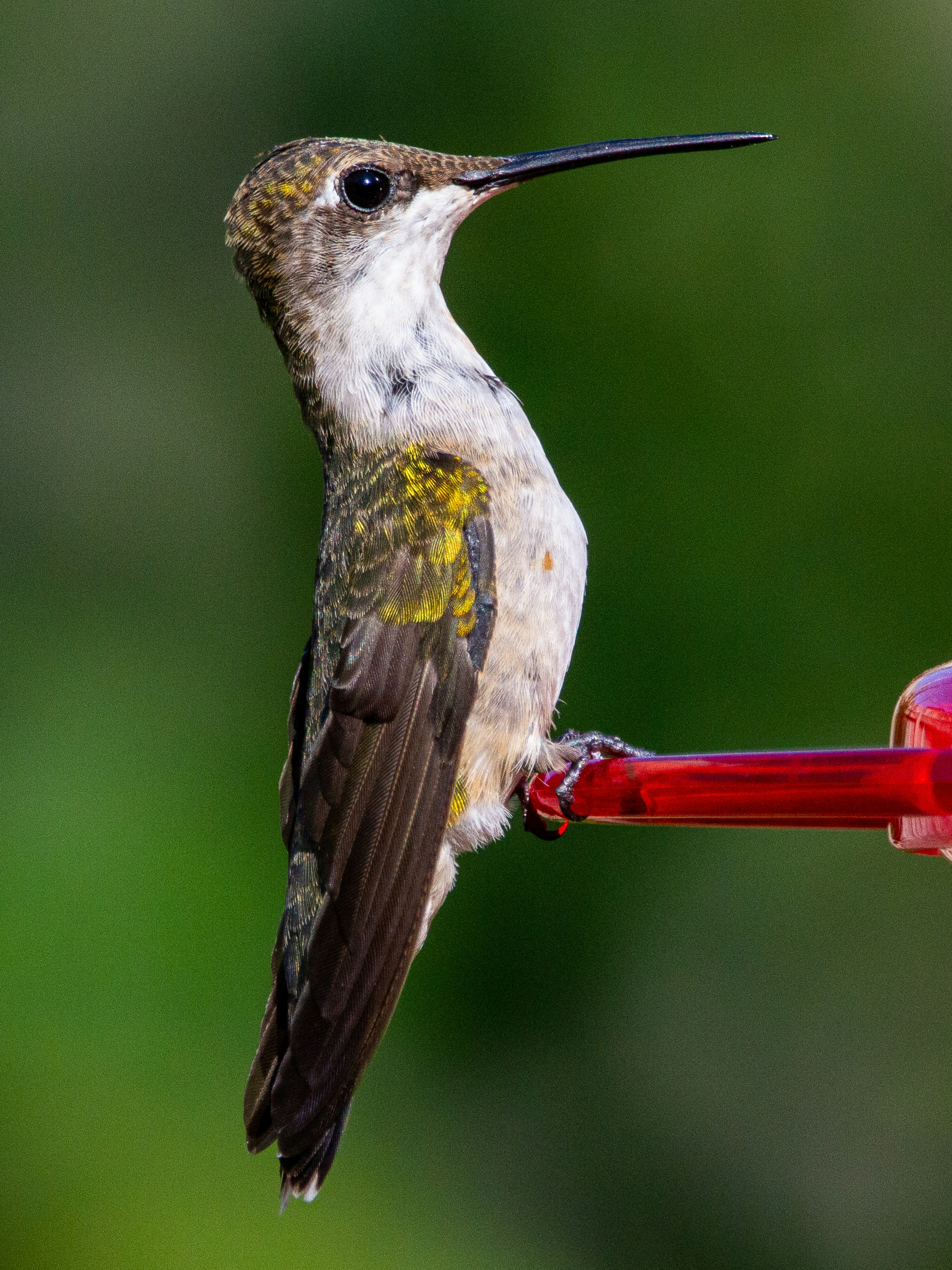 oiseau vert et blanc sur bâton rouge