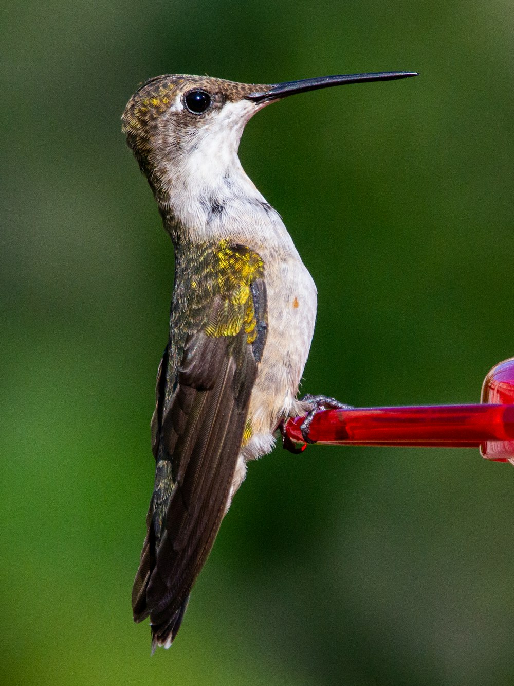 green and white bird on red stick