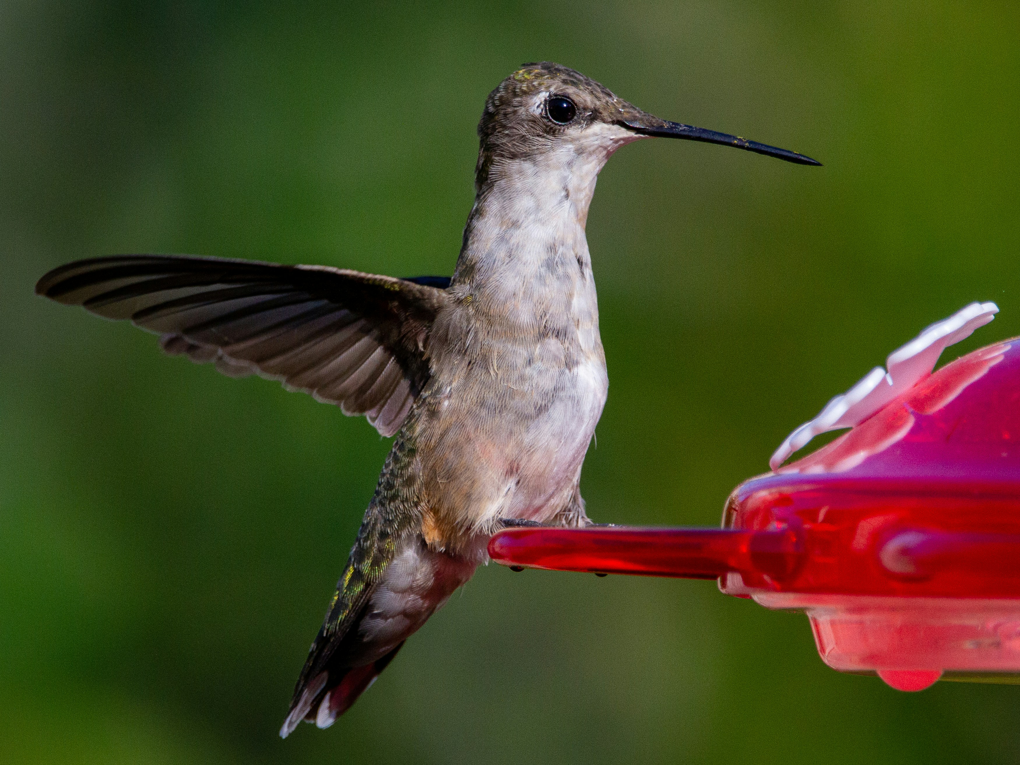 Diagram showing common mistakes in hummingbird feeder cleaning