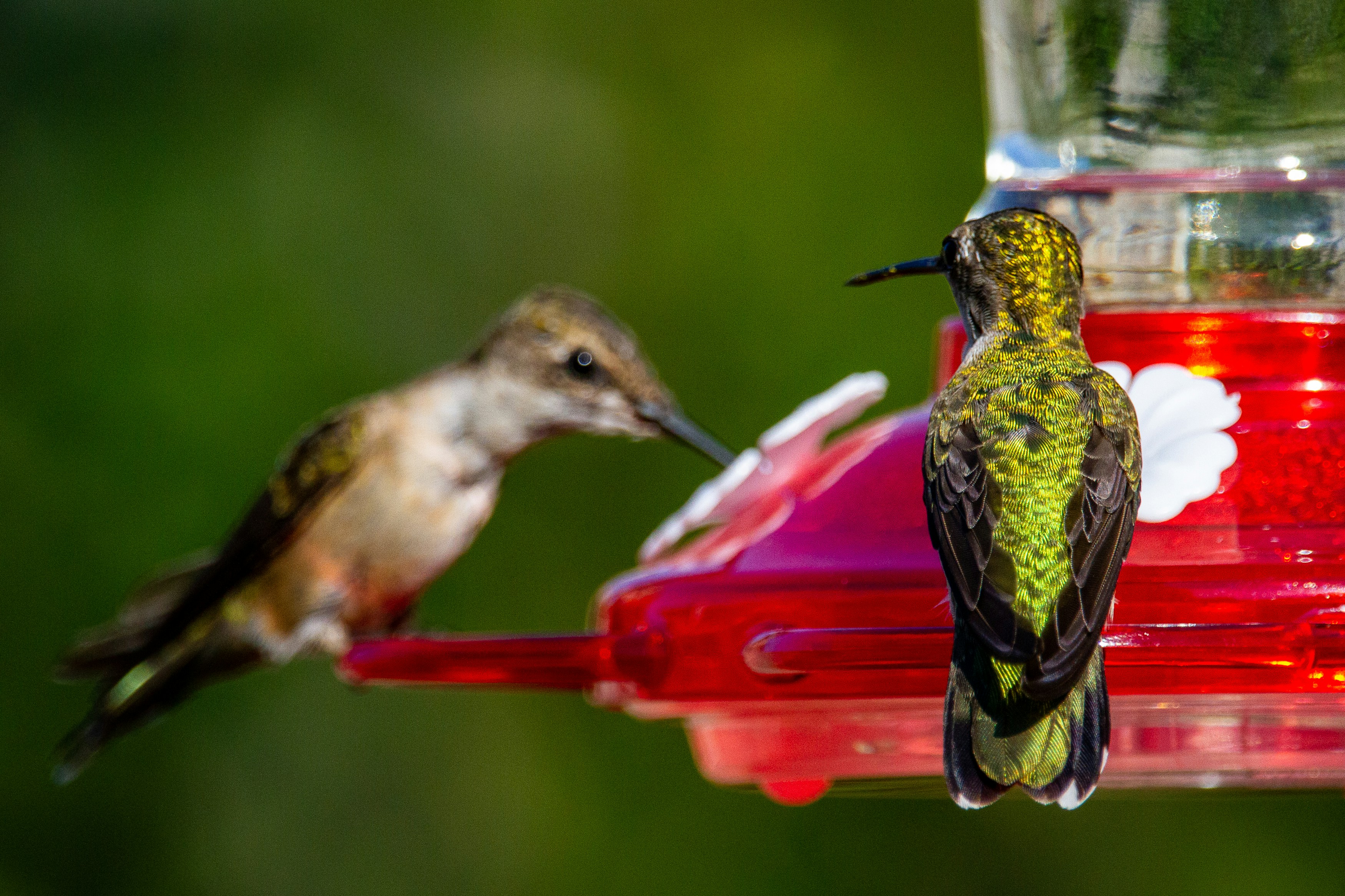 green and black bird on red bird feeder