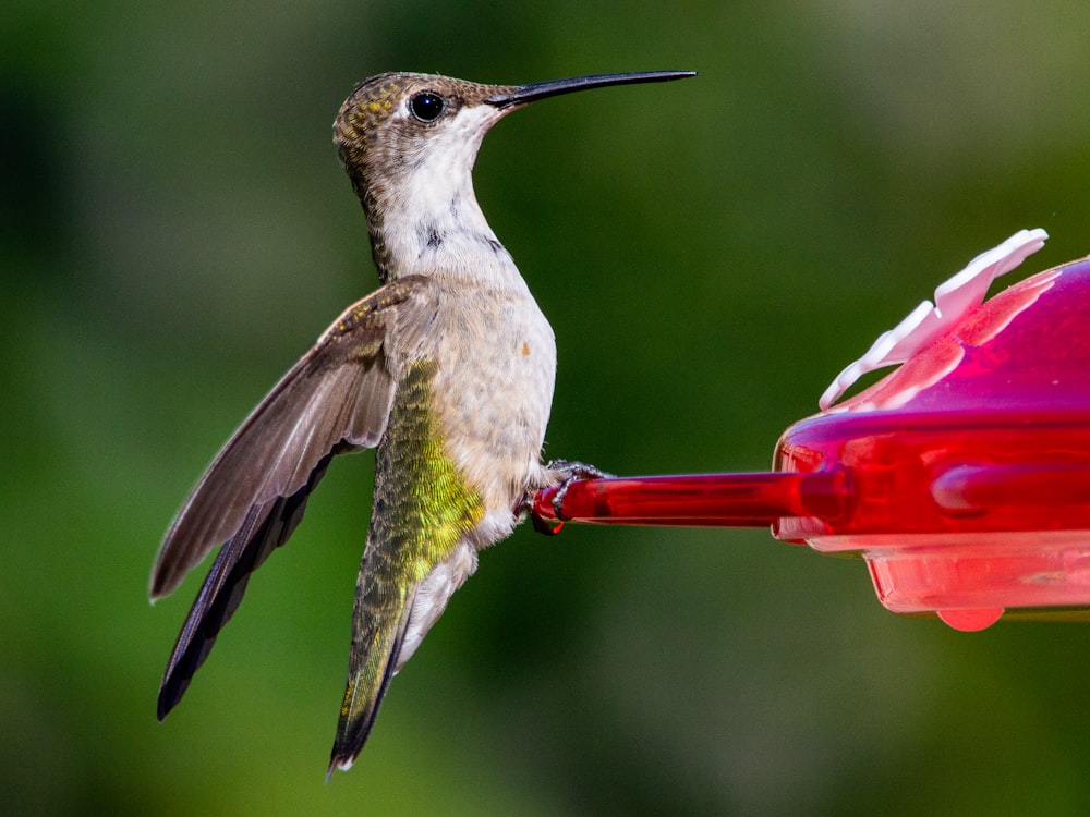 green and white humming bird