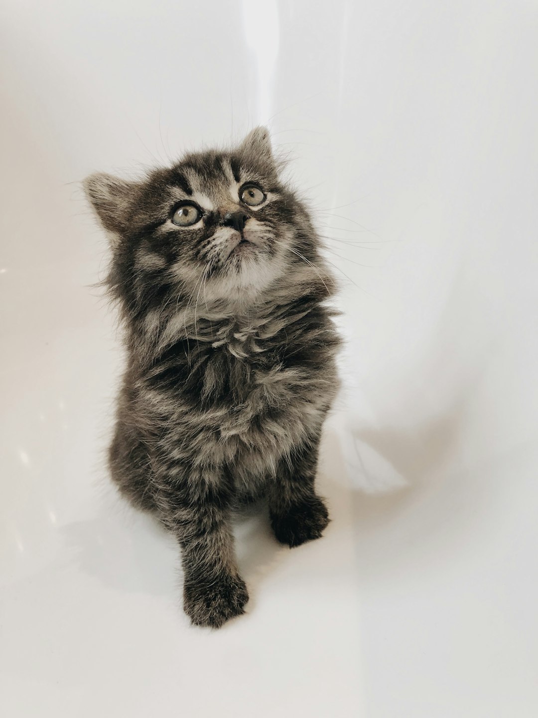 black and brown cat on white ceramic bathtub