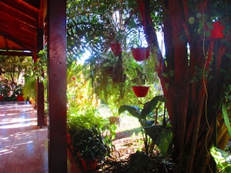 A serene garden with various indoor and outdoor plants in natural light.