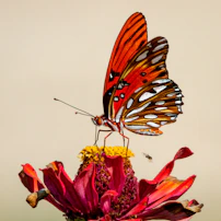 brown and black butterfly on red flower