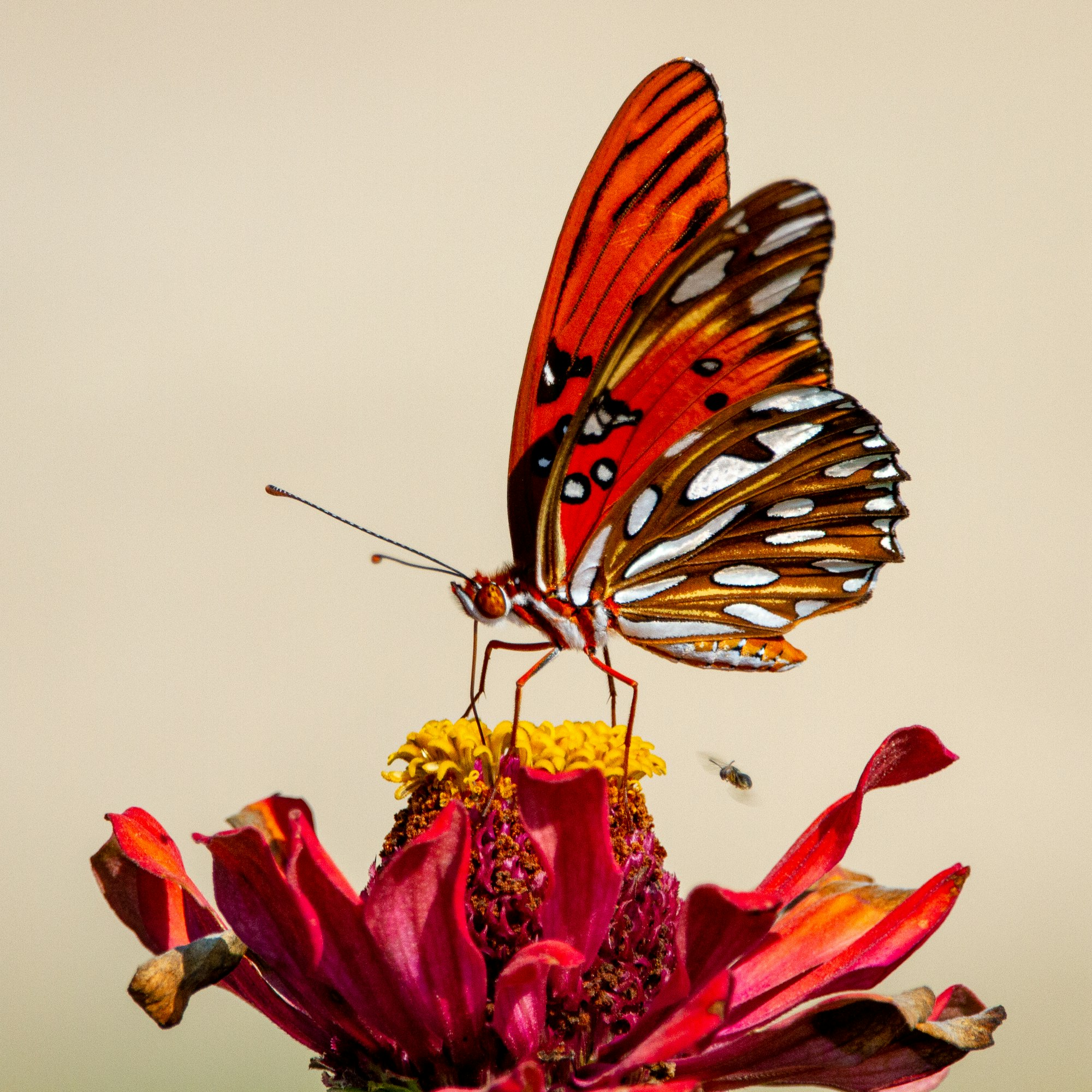 A gulf fritillary butterfly on a zinnia.