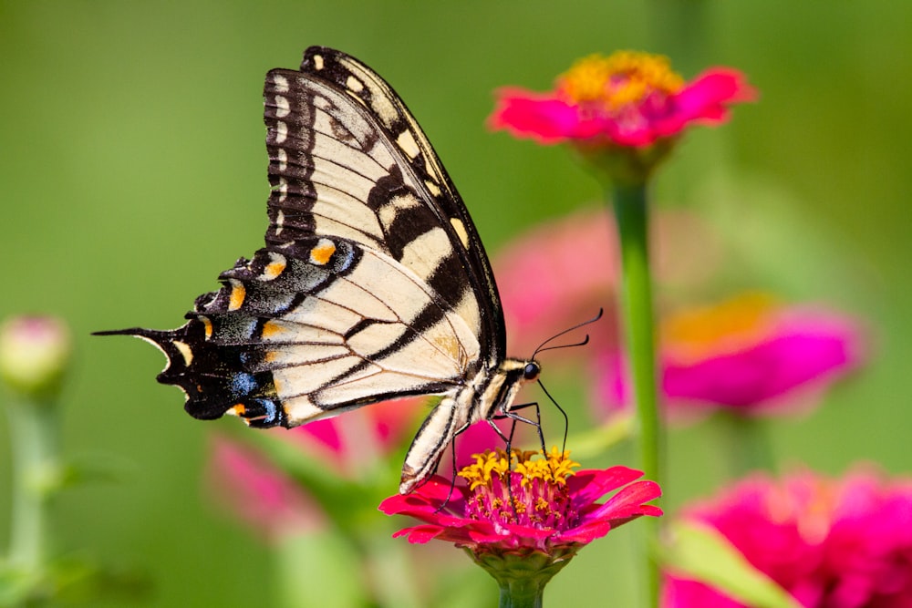 black and white butterfly on pink flower