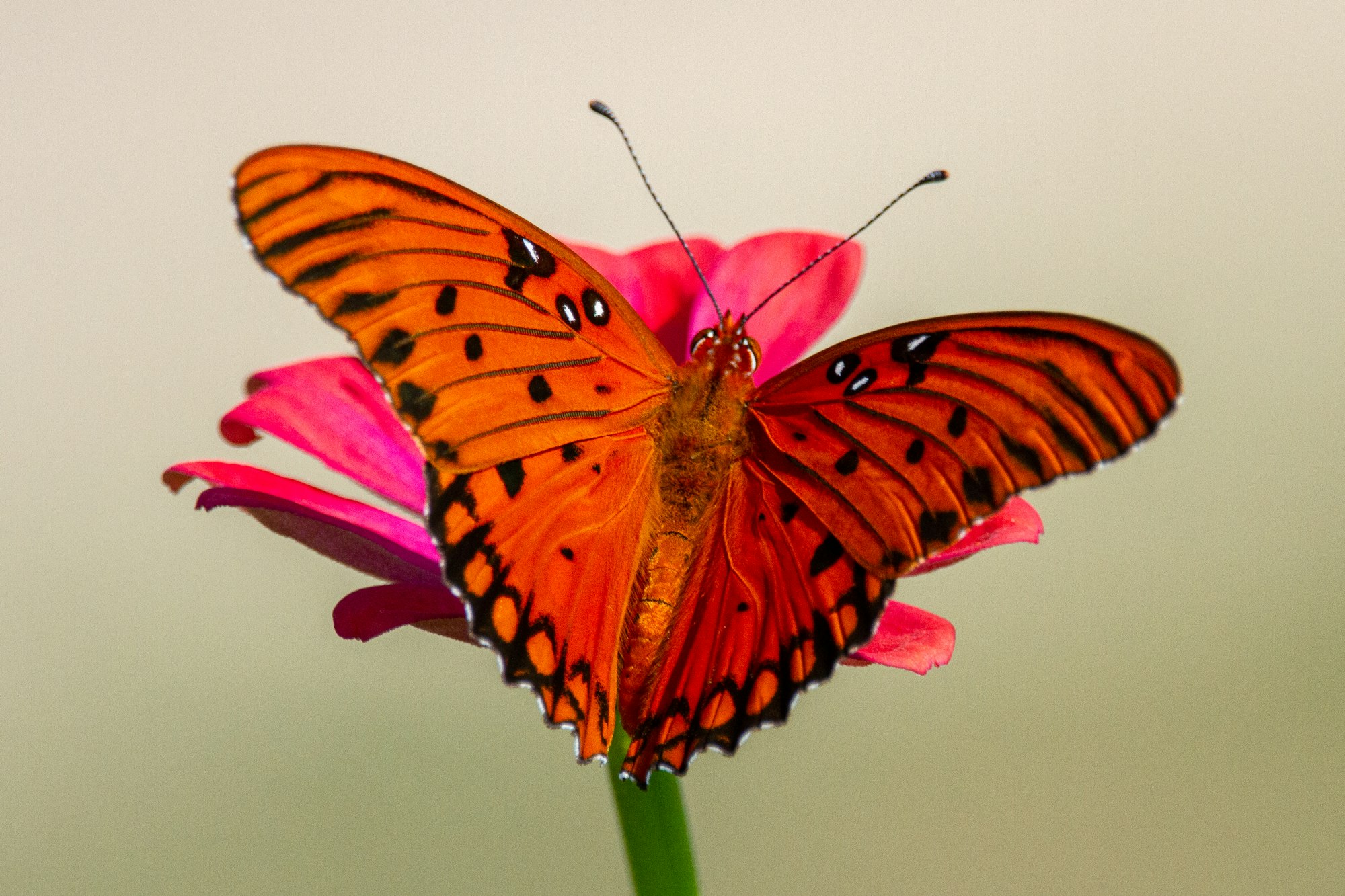 A gulf fritillary sits open-winged on a zinnia.