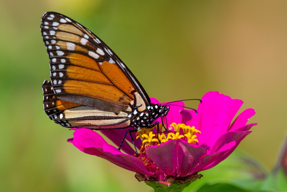 monarch butterfly perched on yellow and pink flower in close up photography during daytime