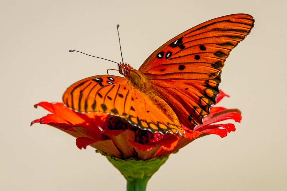 papillon orange et noir perché sur une fleur rouge