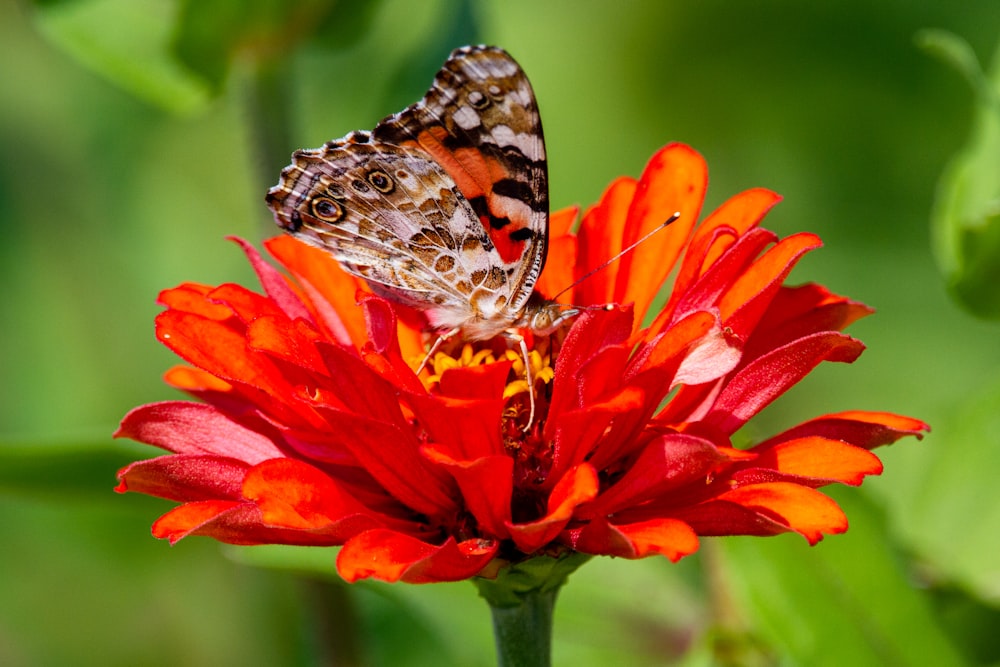 farfalla dipinta della signora appollaiata sul fiore d'arancio nella fotografia ravvicinata durante il giorno