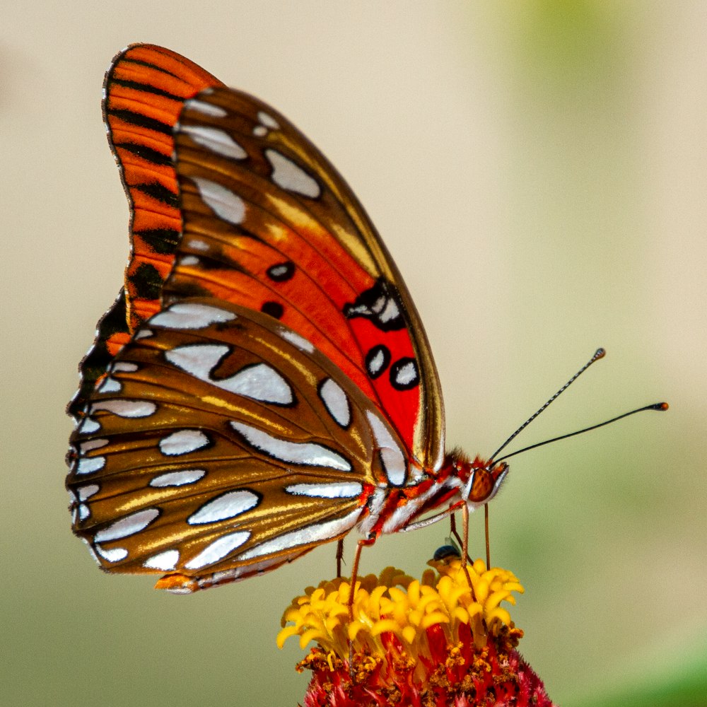 brown and black butterfly on yellow flower