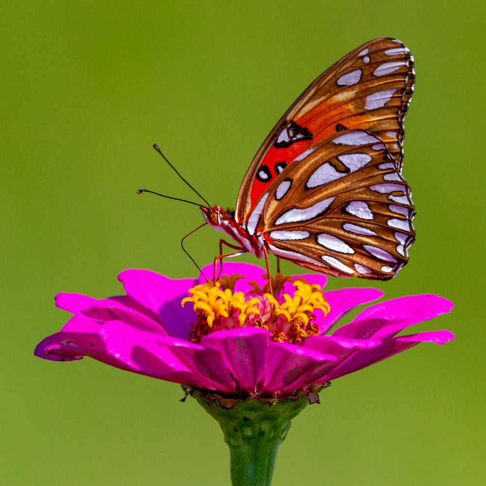 Brauner und schwarzer Schmetterling auf rosa Blume