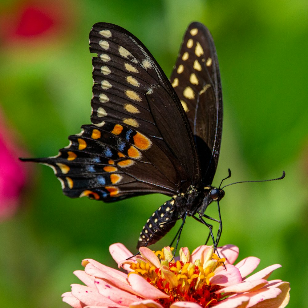 schwarzer und weißer Schmetterling auf gelber und rosa Blume