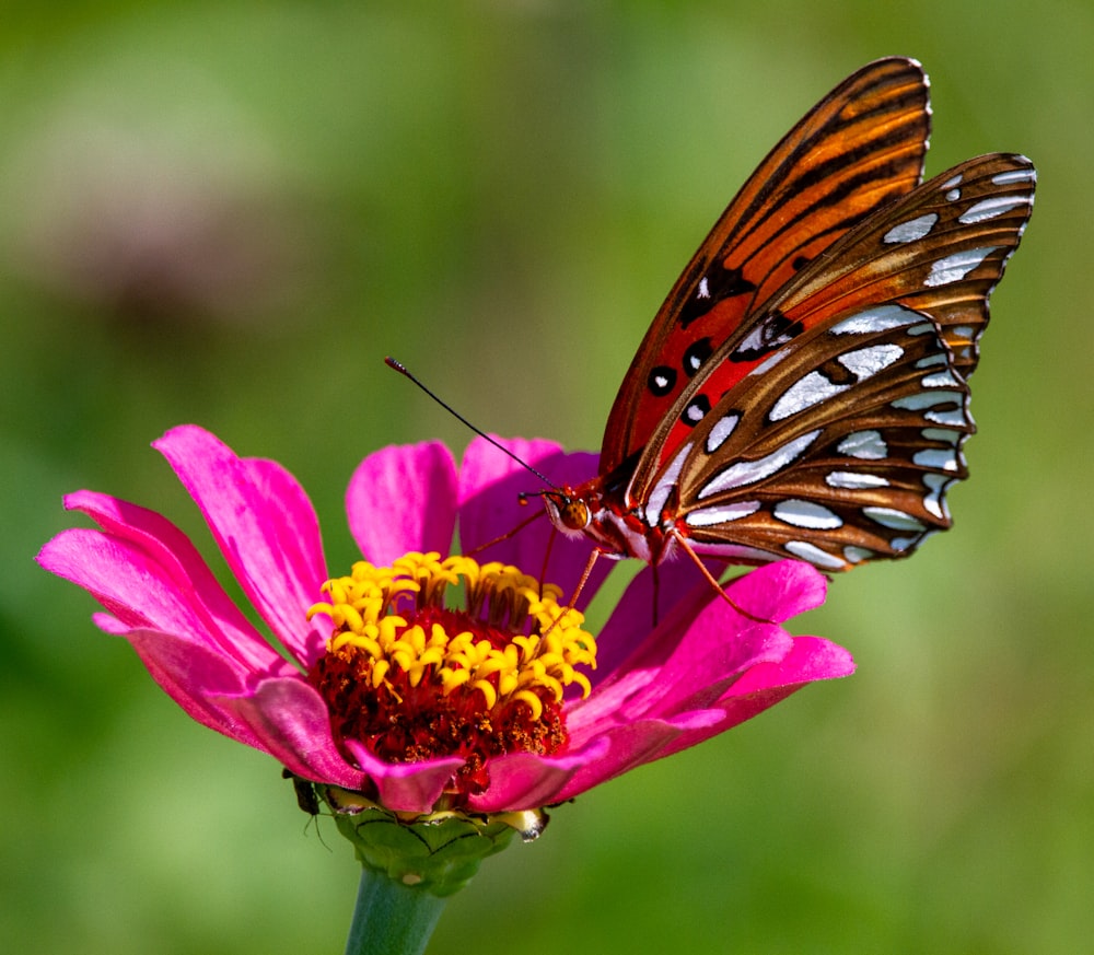 a close up of a butterfly on a flower