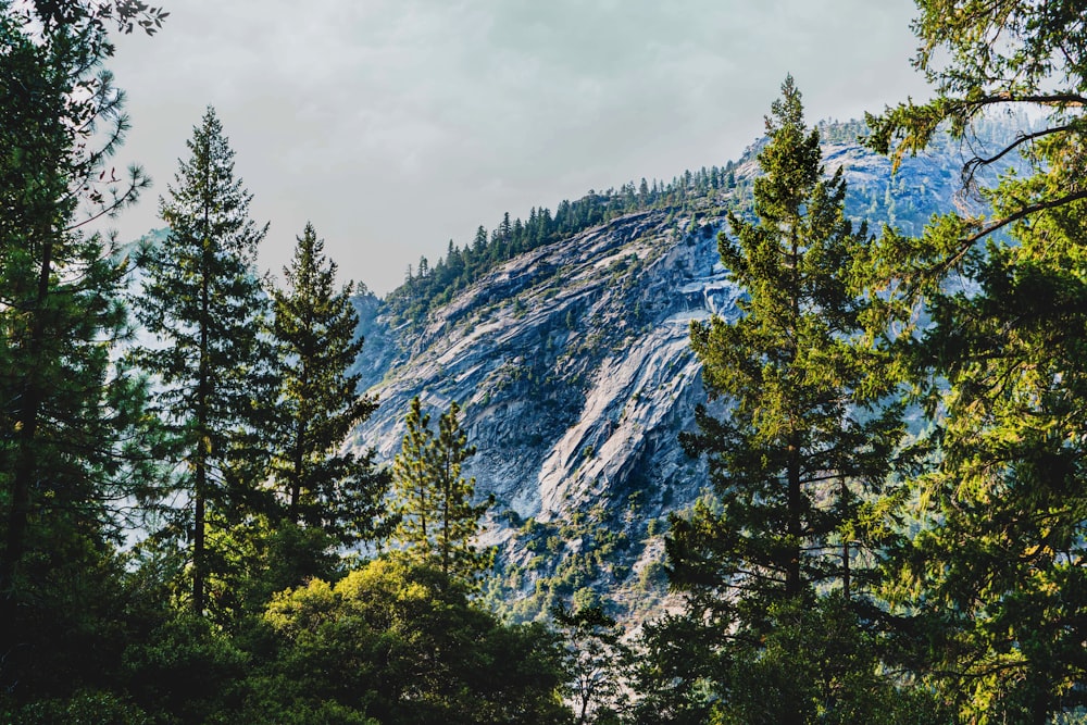 green trees near mountain under cloudy sky during daytime