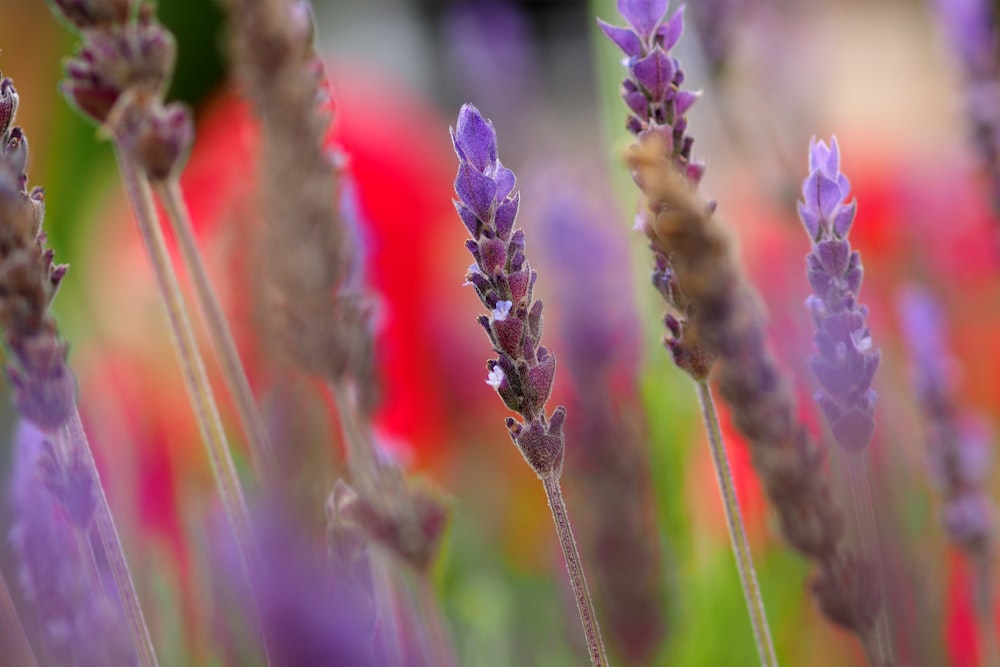 fleur violette dans l’objectif macro