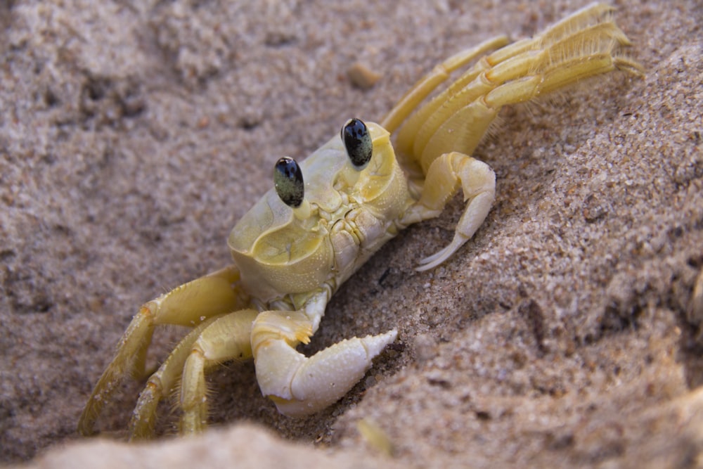 yellow crab on brown sand
