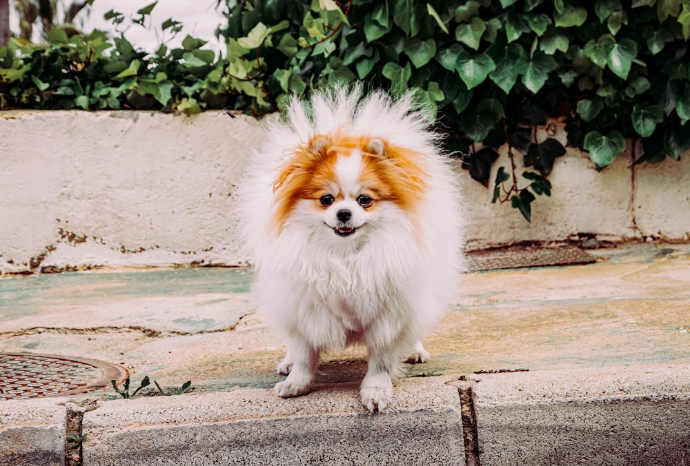white and brown pomeranian puppy on gray concrete floor during daytime