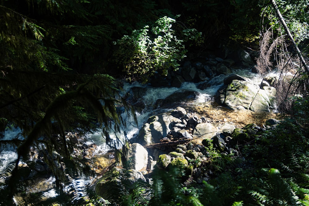 green trees and river during daytime