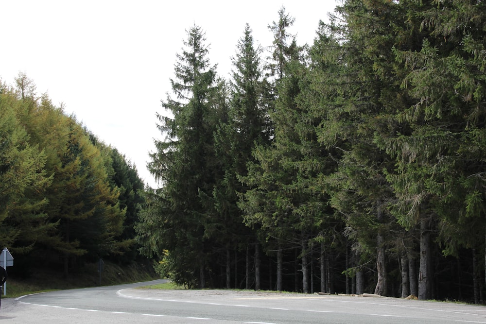 green trees beside gray asphalt road during daytime