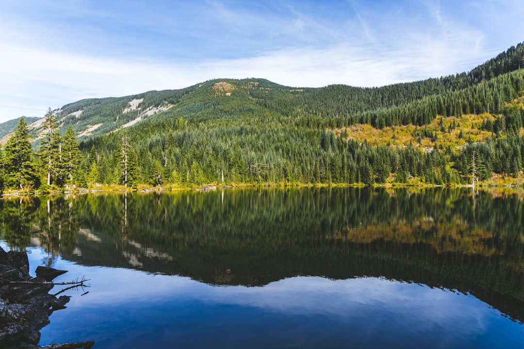 green trees near lake under blue sky during daytime