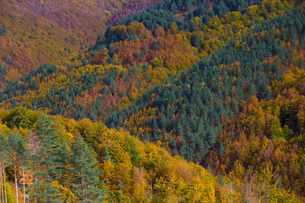 green trees on mountain during daytime