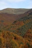 A panoramic view of a forest during autumn with colorful foliage.