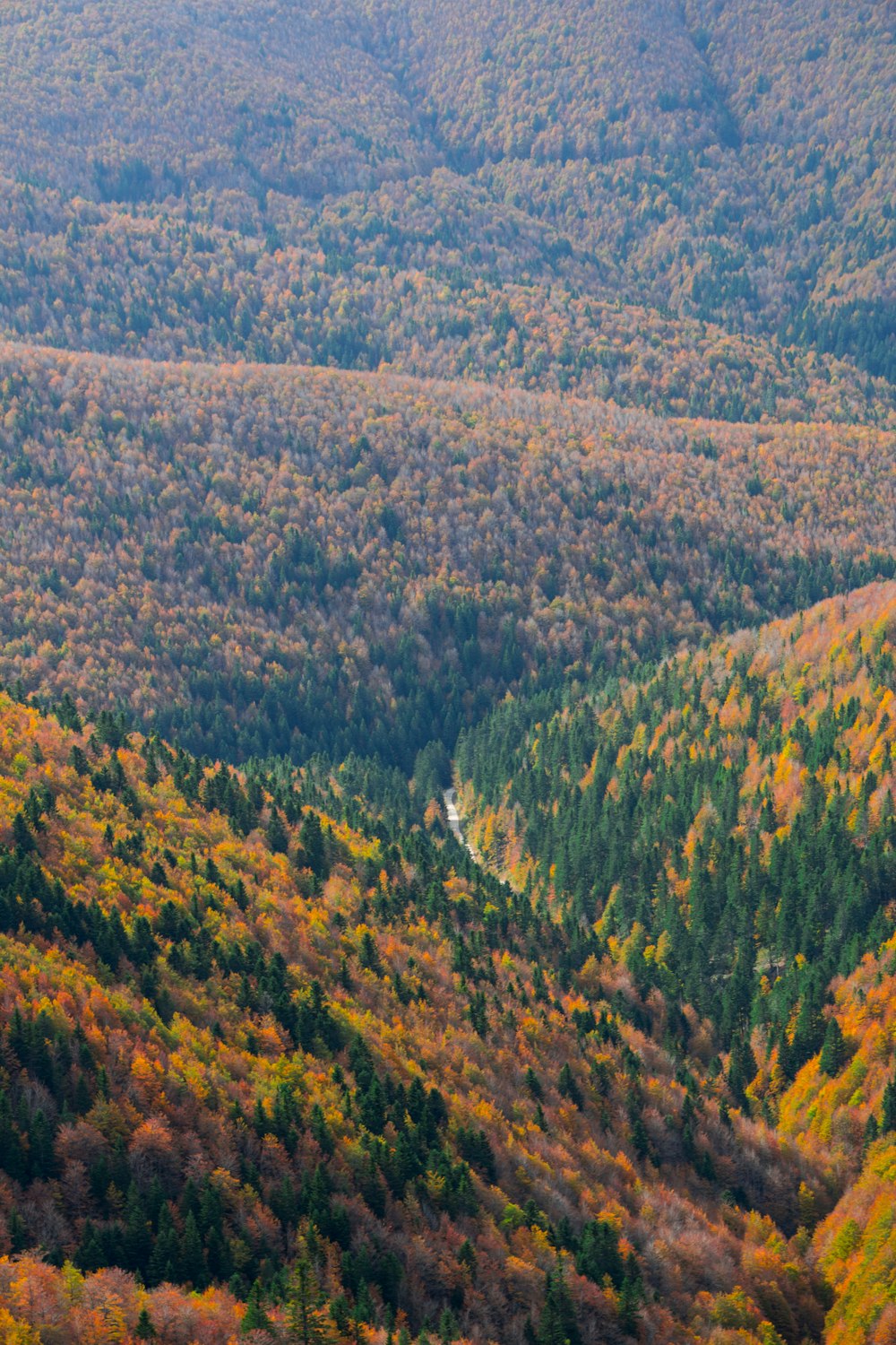 green trees on mountain during daytime