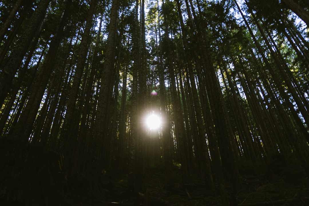 sun in the middle of forest
