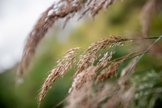 Close-up of leaves gently swaying in the breeze, capturing the essence of natural cycles.