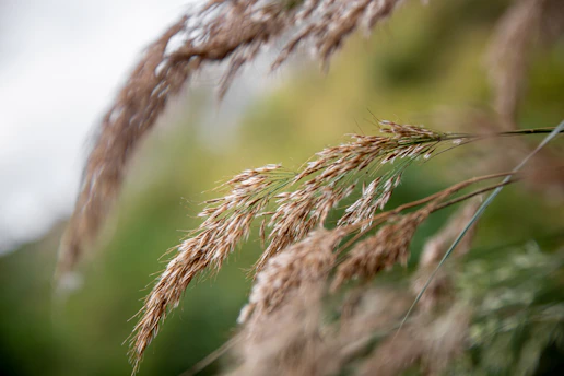 A serene close-up of wild herbs and flowers gently swaying in a soft breeze, symbolizing natural hormone balance.