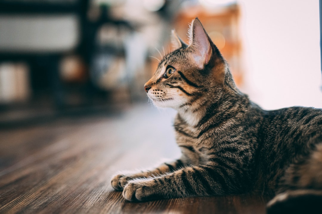 brown tabby cat on brown wooden table