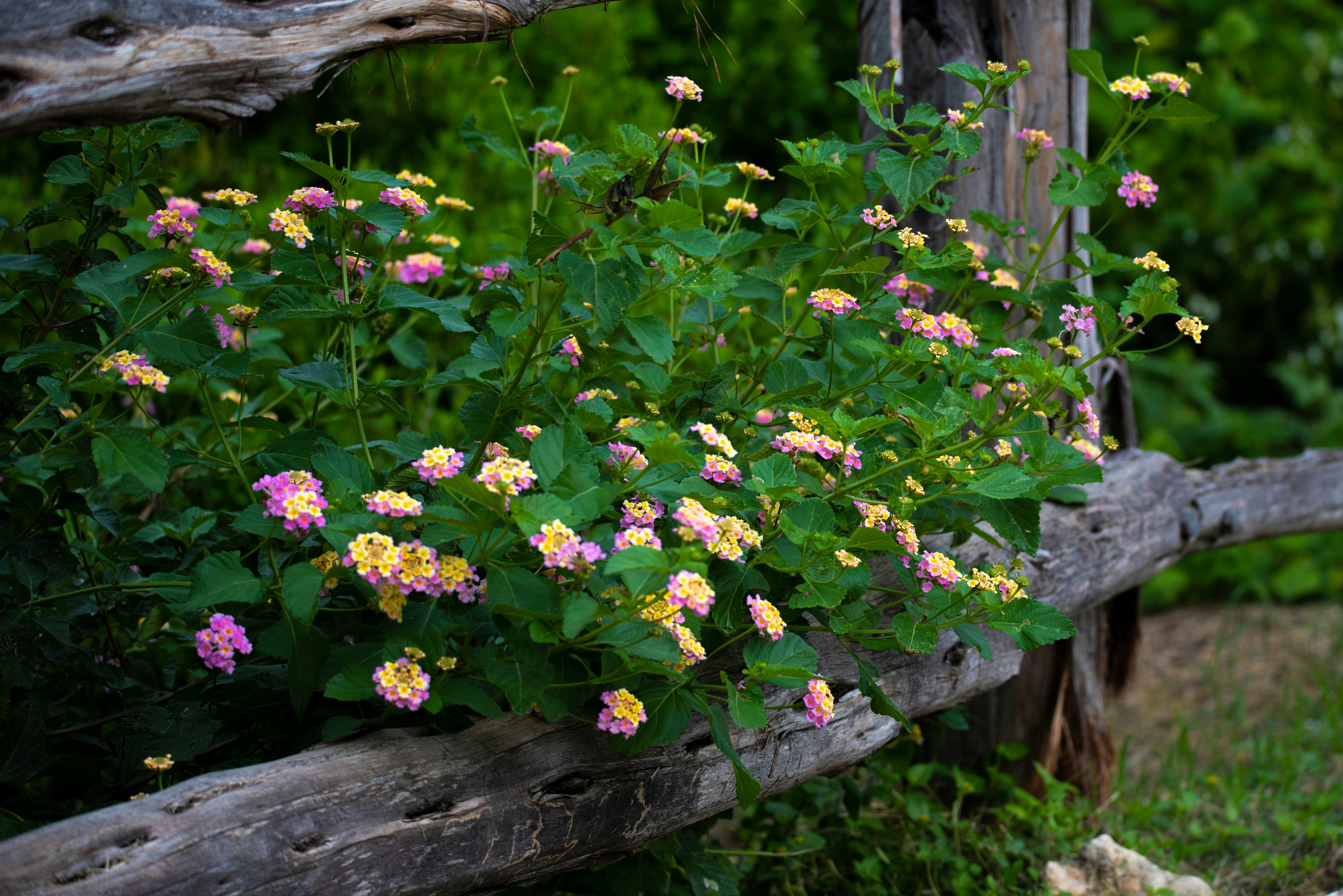 flores moradas con hojas verdes