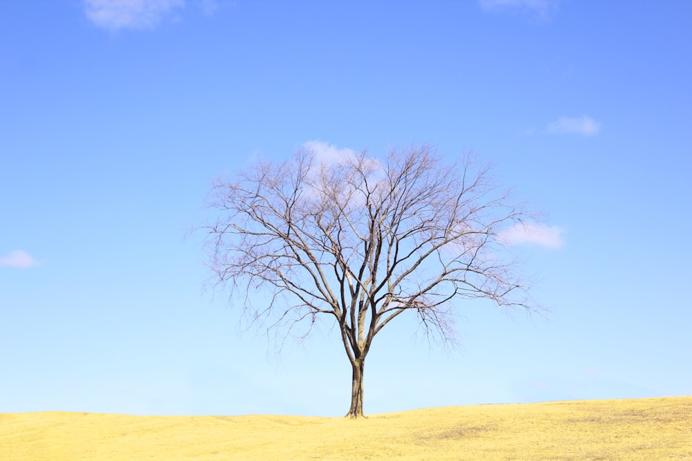 árvore sem folhas no campo marrom sob o céu azul durante o dia
