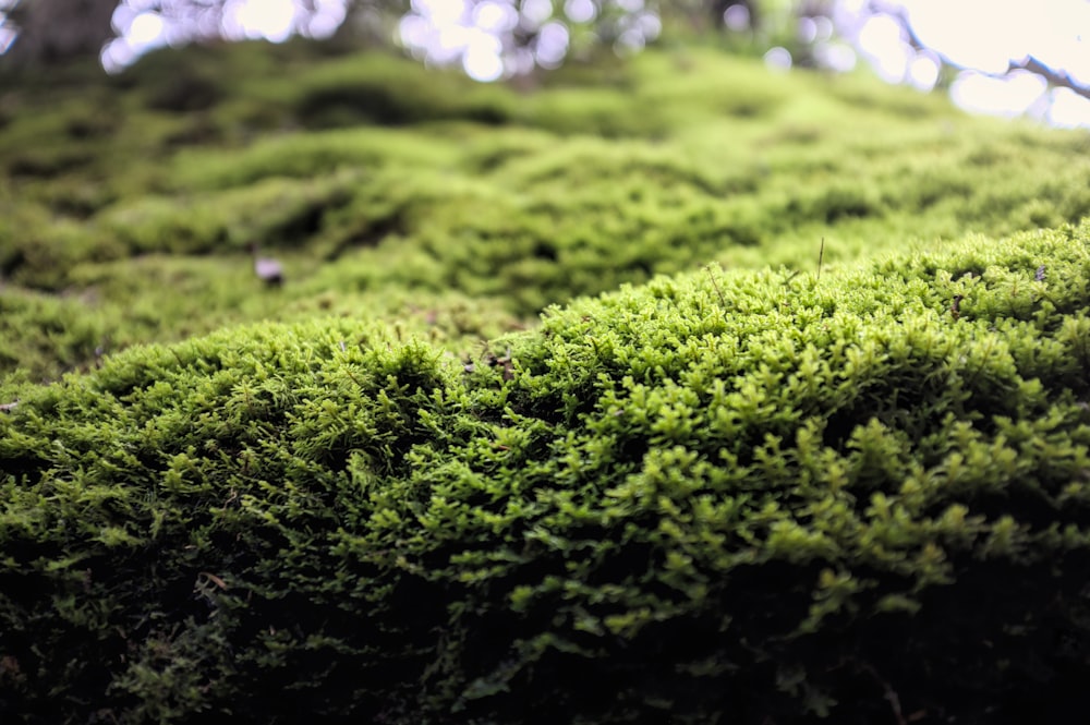 green moss on black soil