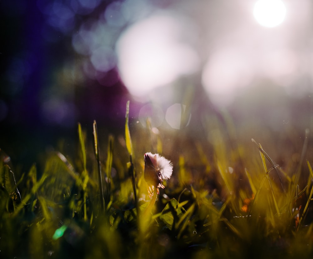 white flower on green grass during daytime