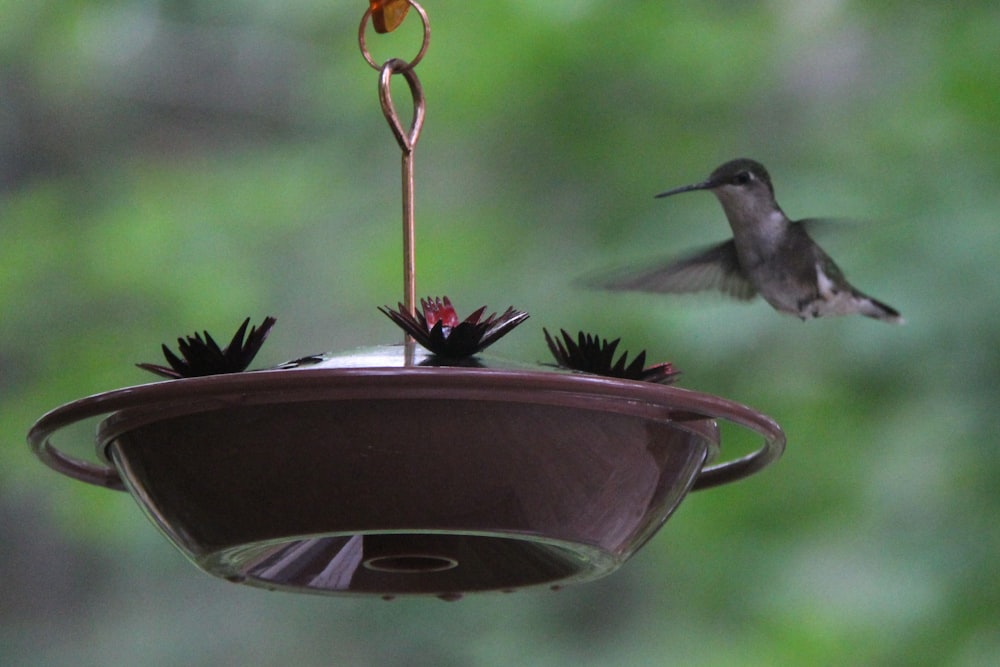 black and white bird on brown metal bird feeder