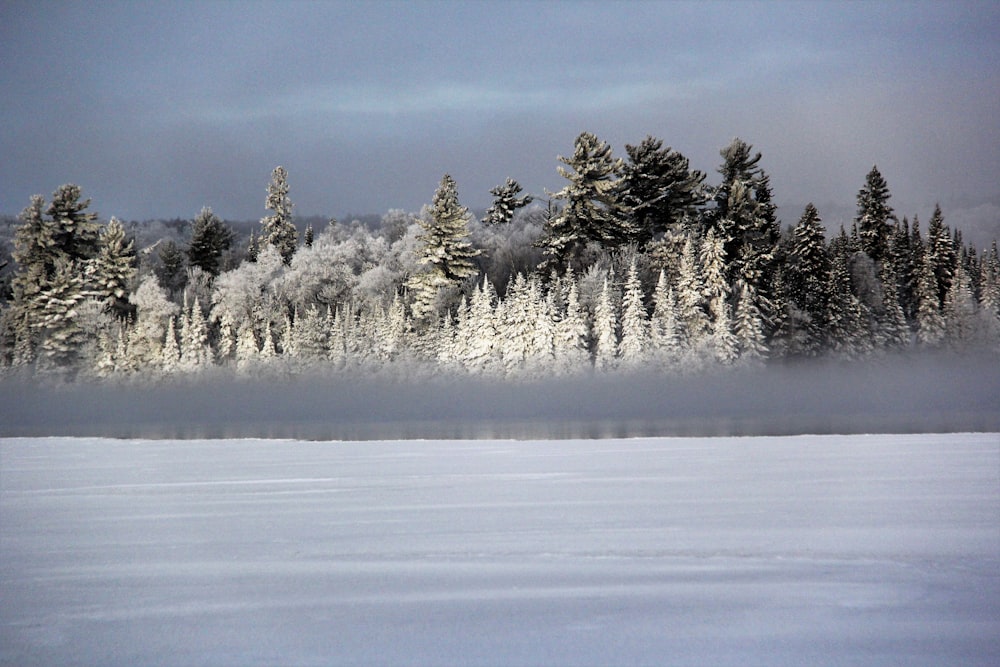 green pine trees covered with snow during daytime