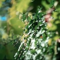 green and white flower buds in tilt shift lens
