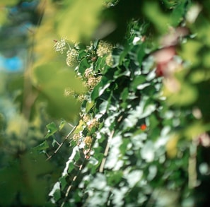 green and white flower buds in tilt shift lens