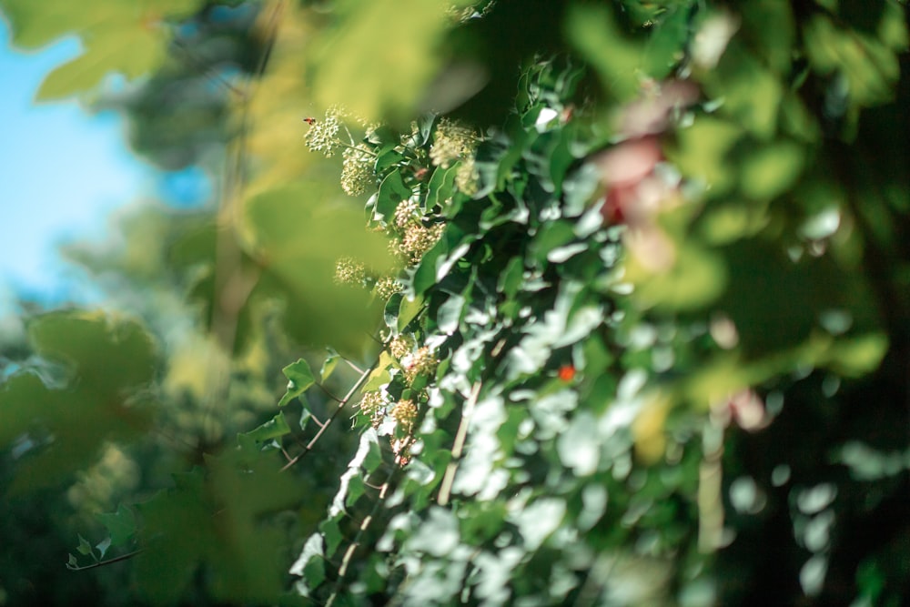 green and white flower buds in tilt shift lens