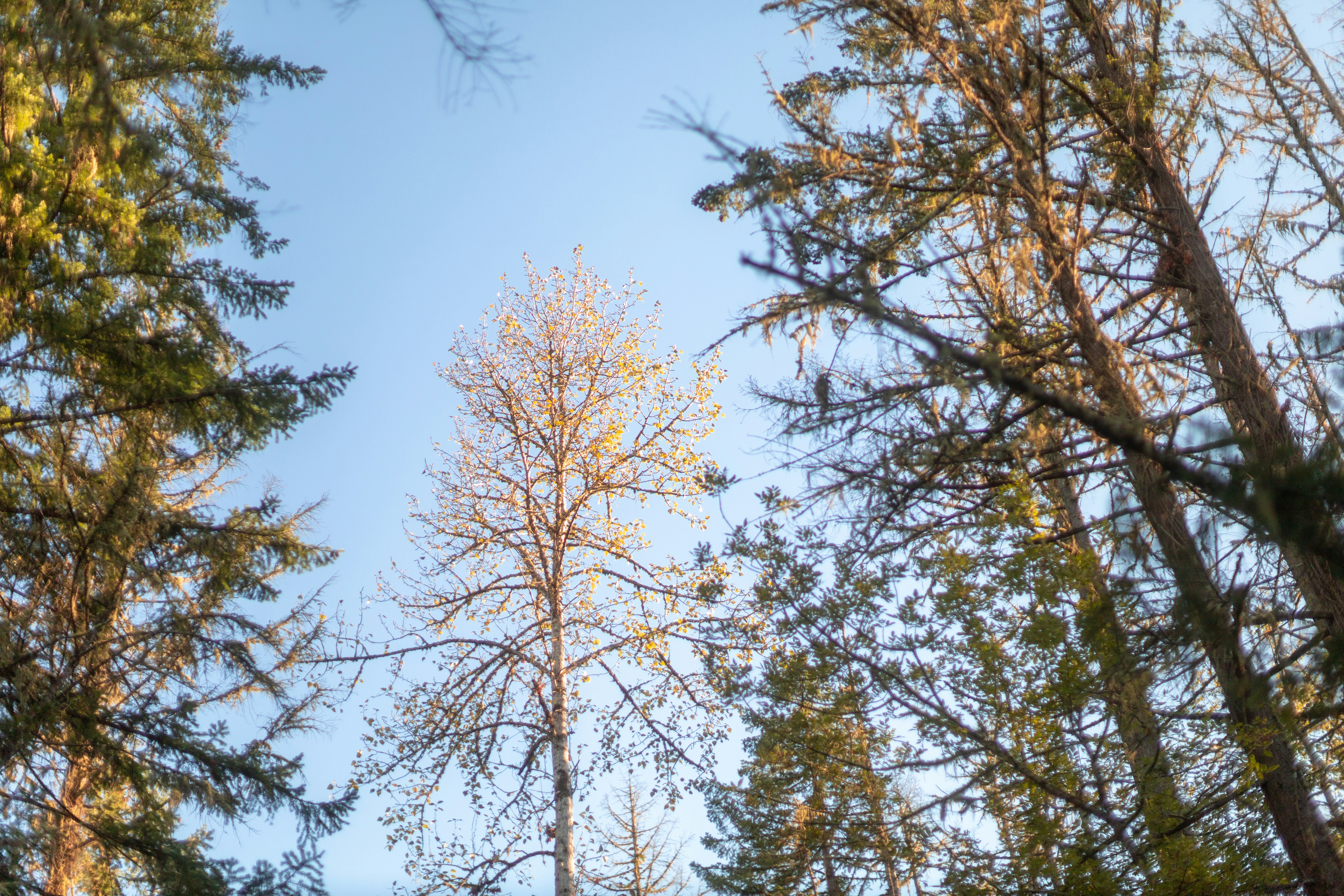 brown and green trees under blue sky during daytime