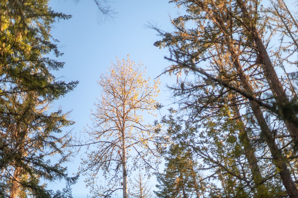 brown and green trees under blue sky during daytime