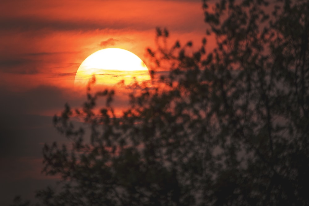 silhouette of trees during sunset