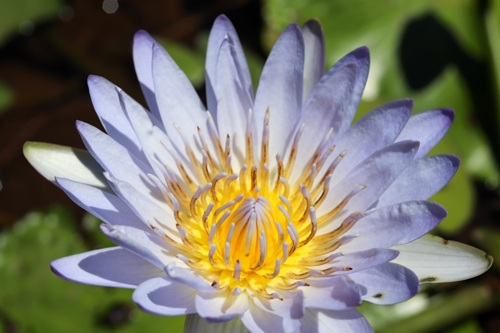 white and yellow flower in macro lens