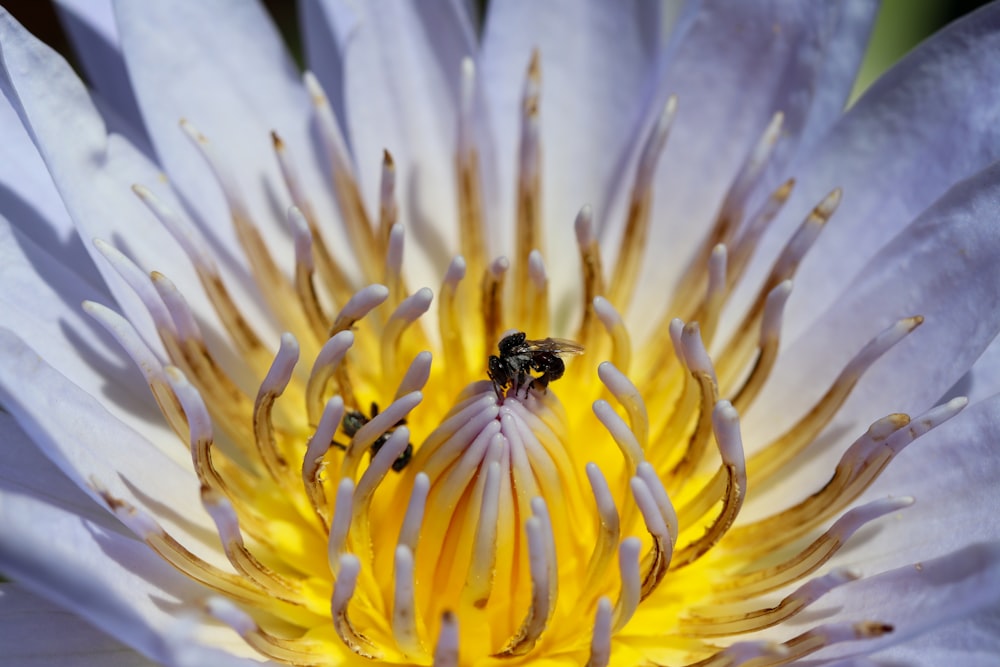 black and yellow bee on white and yellow flower