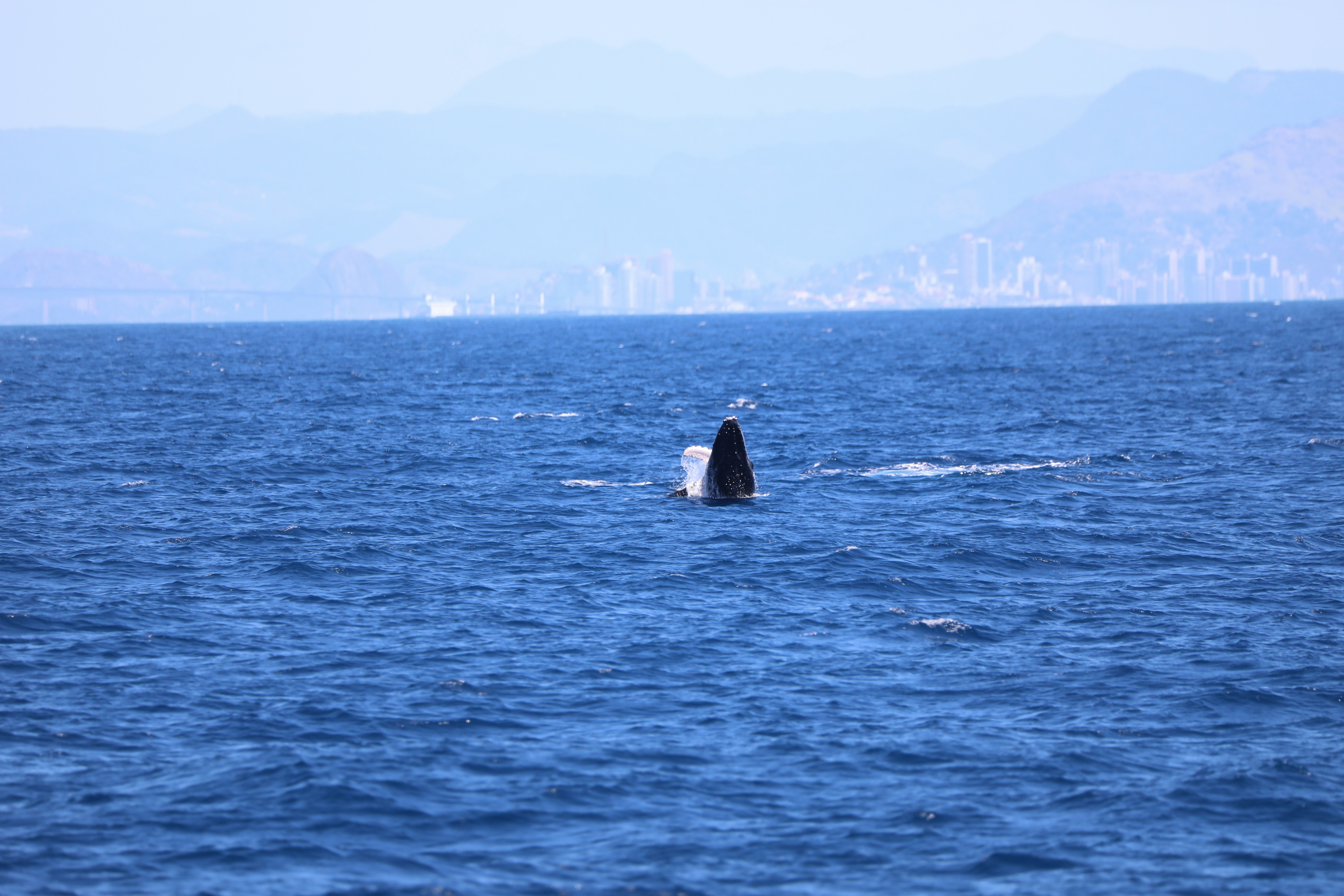 black whale on blue sea during daytime