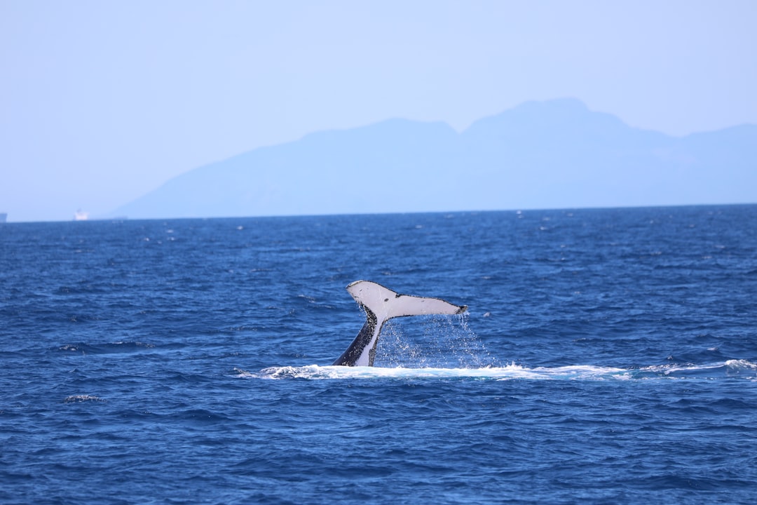 whale tail over the sea during daytime